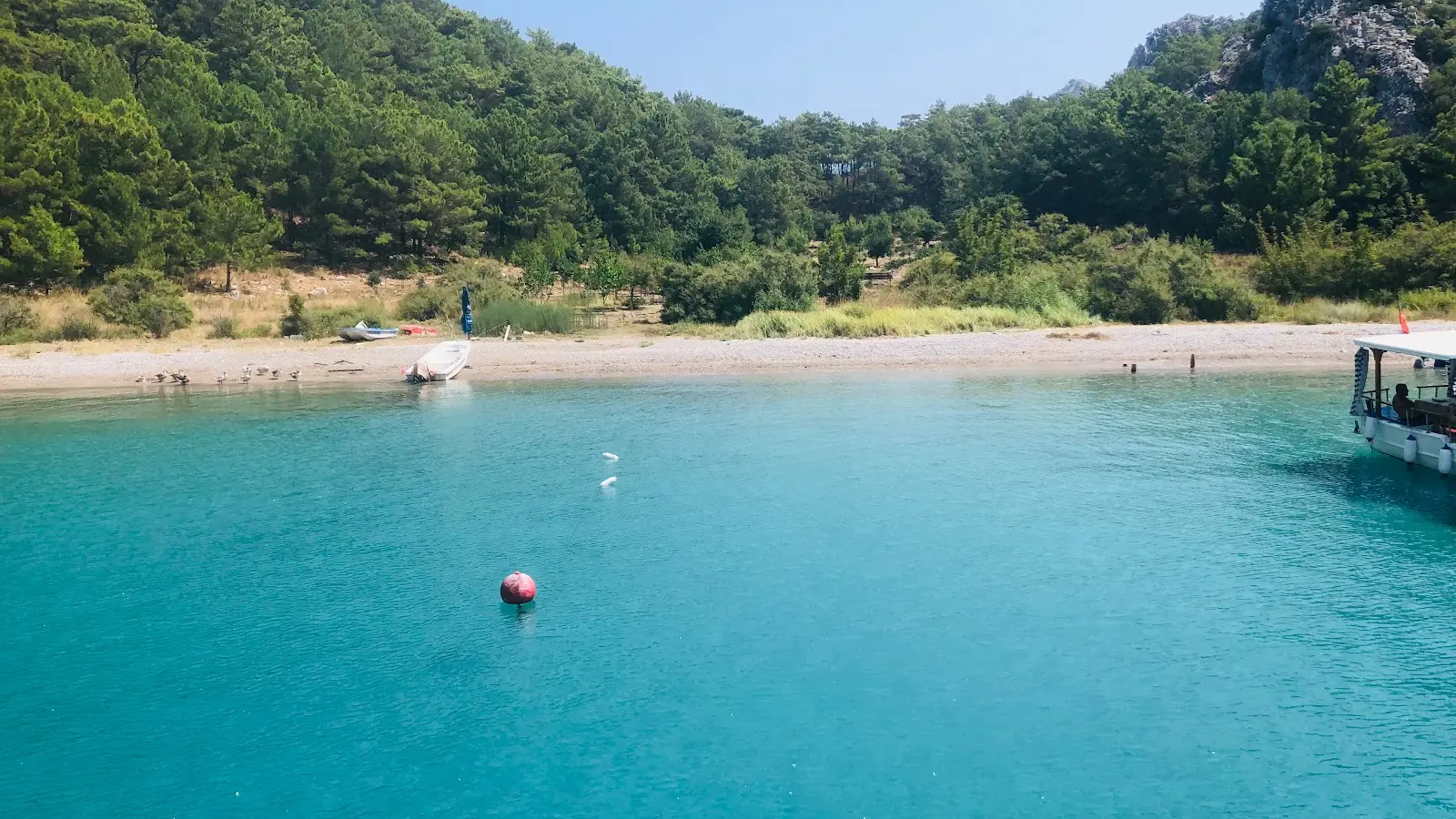 Porto Ceneviz Koyu turkuaz denizi ve çam ormanları